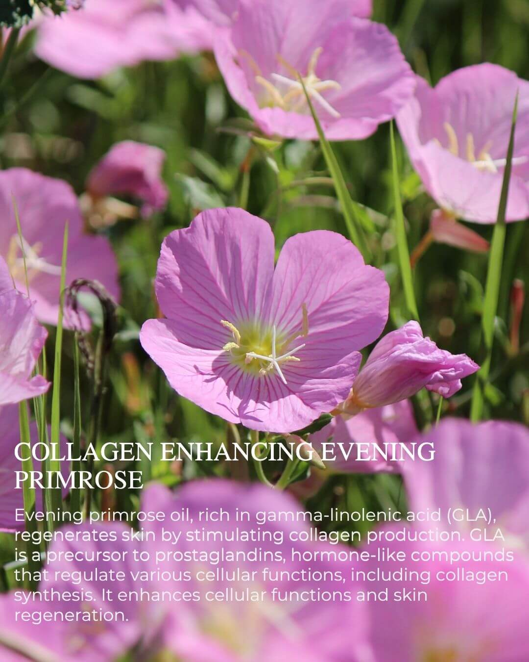 PURE CELL PROTECTION Night Serum – natural anti-aging serum to repair, strengthen, and restore skin overnight