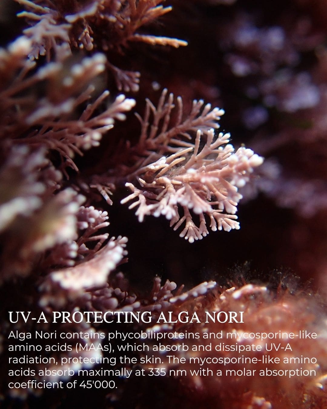 CRÈME DÉFENSE™ Age Protective Day Cream with UV-A protection, anti-aging and brightening skincare