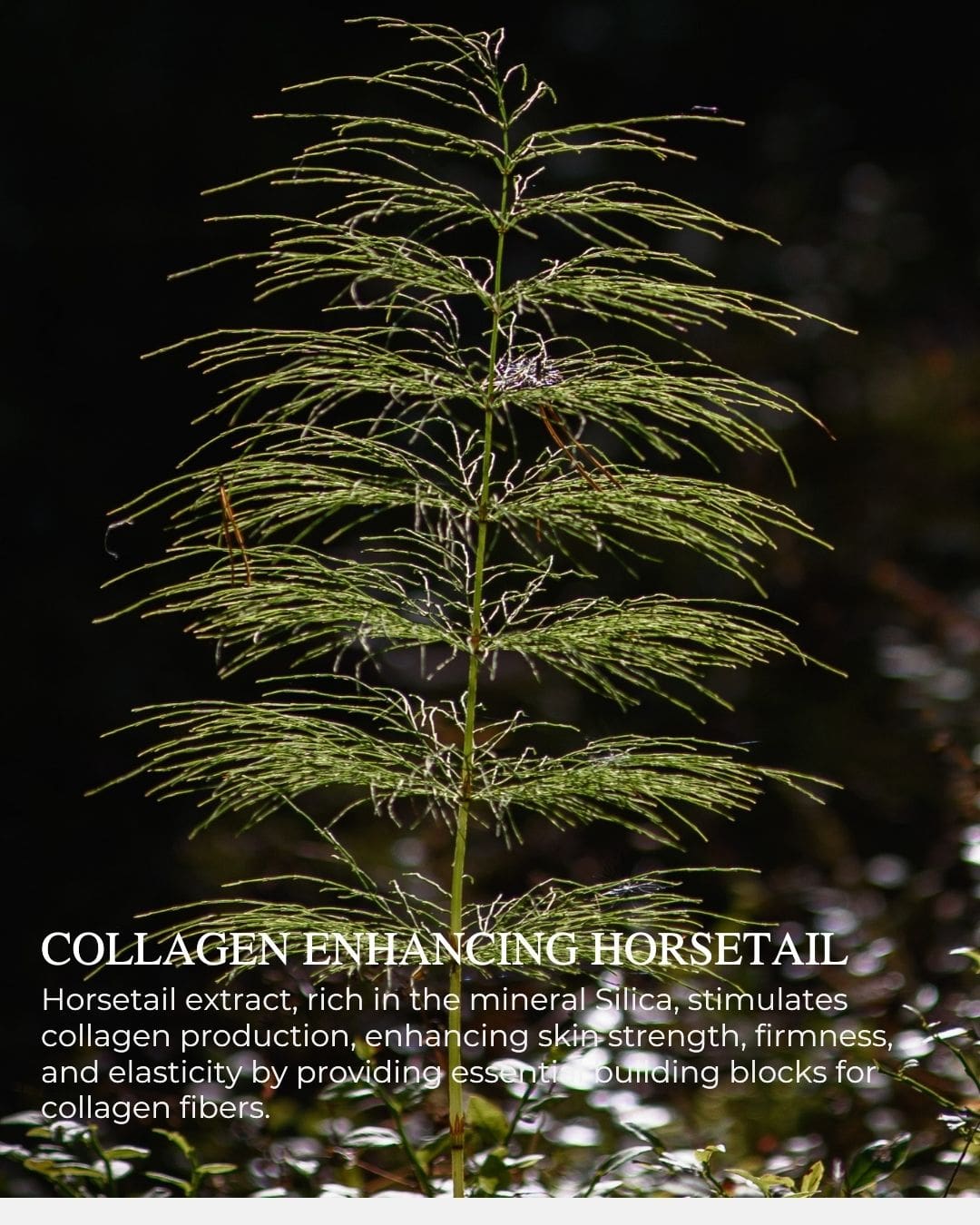 CRÈME DÉFENSE™ Age Protective Day Cream with UV-A protection, anti-aging and brightening skincare