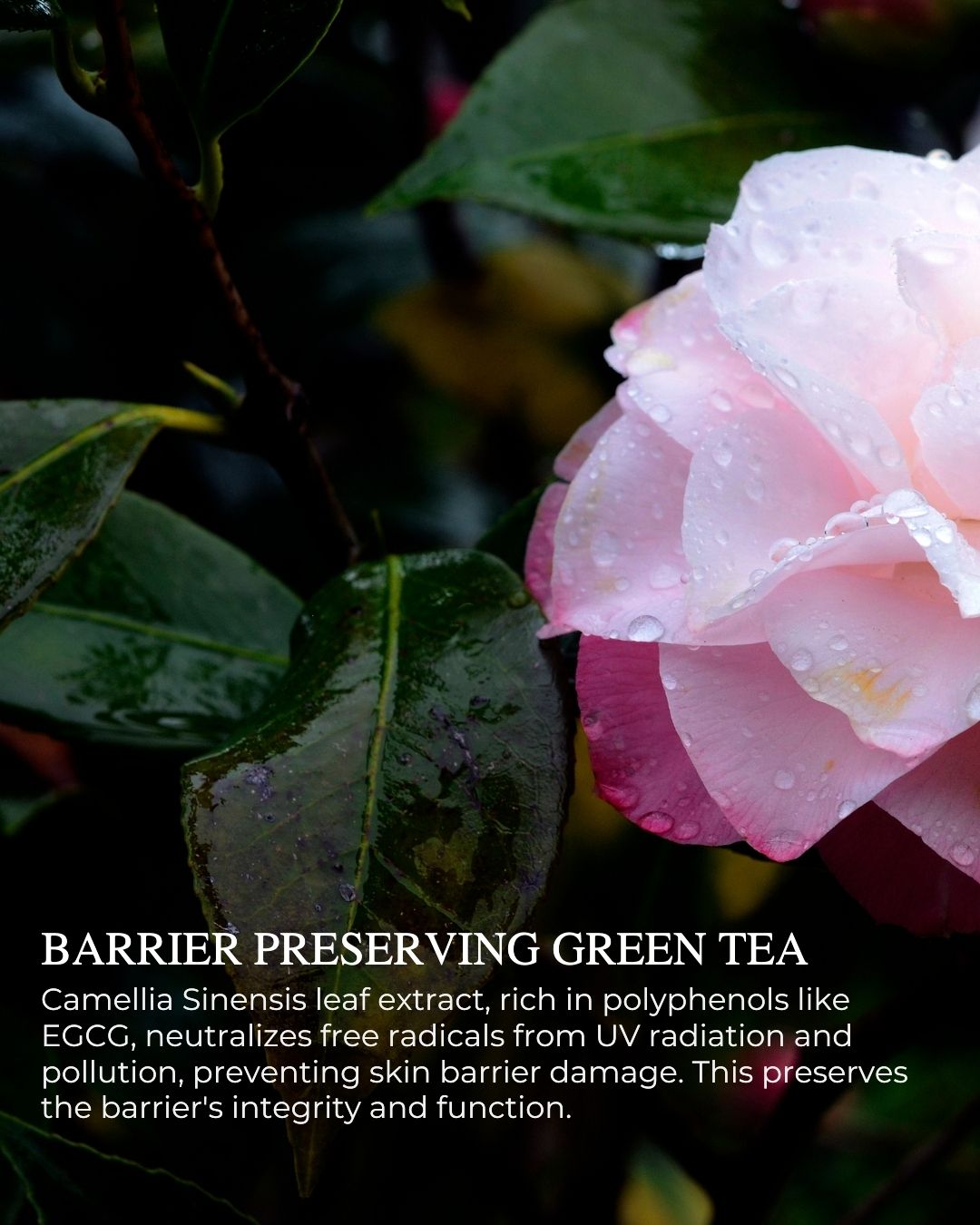 CRÈME VITALE Revitalizing Day Cream – hydrating, collagen-boosting natural skincare