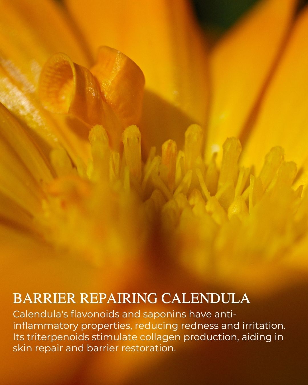 CRÈME VITALE Revitalizing Day Cream – hydrating, collagen-boosting natural skincare