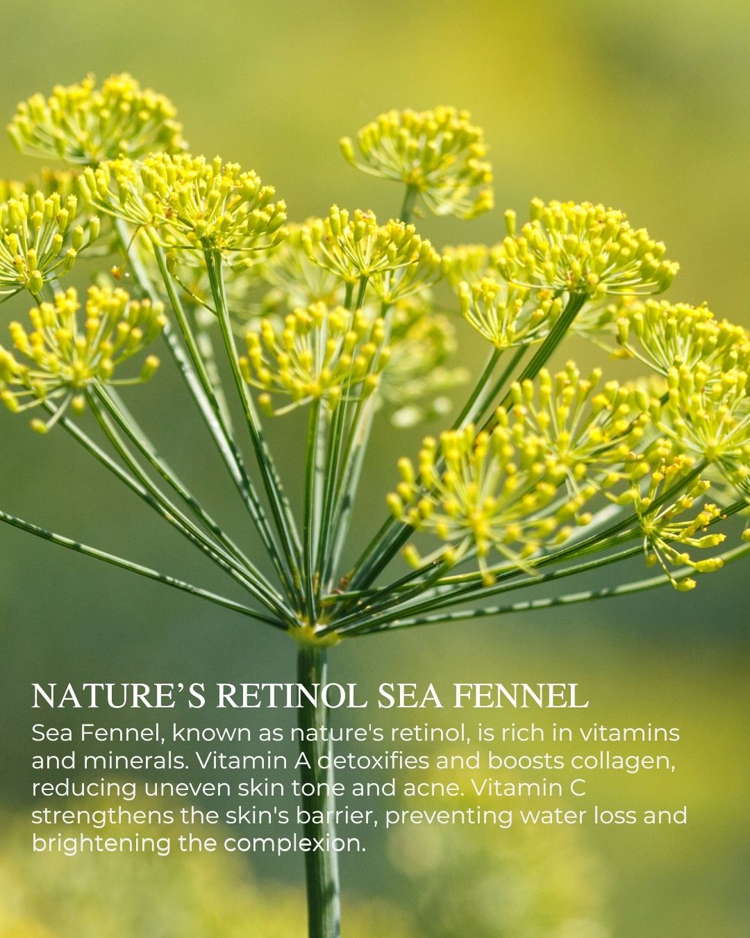 Bright Complexion Radiance Serum – dark spot reducing, brightening Vitamin C serum