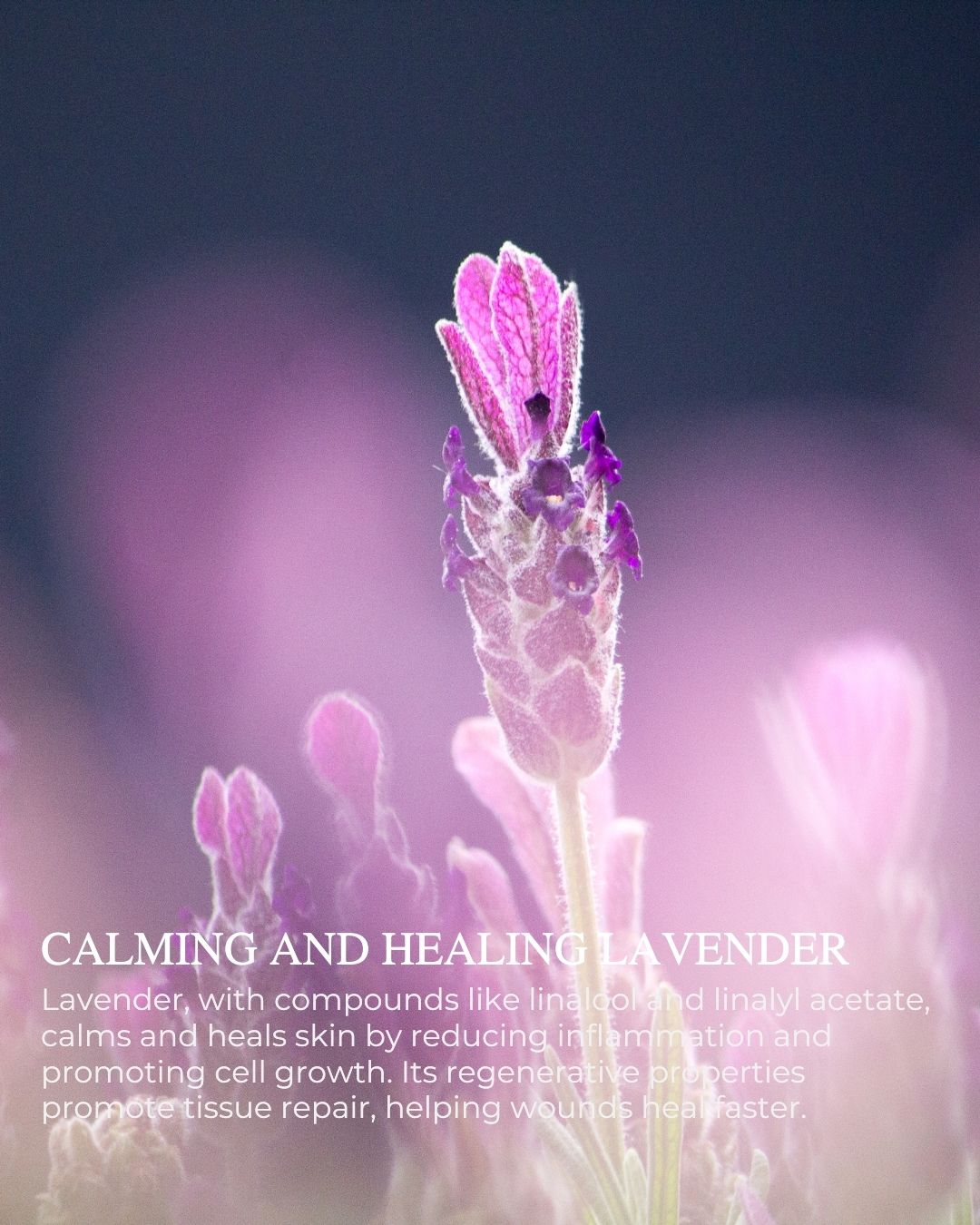 SOFT COMPLEXION™ Ultimate Recovering Night Cream with hydrating oils and antioxidants