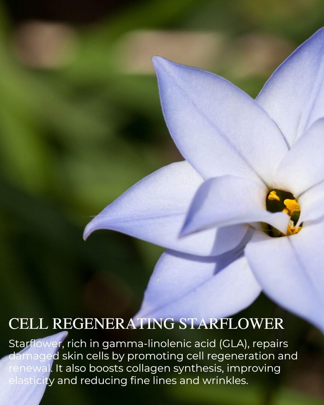 PURE CELL PROTECTION Night Serum – natural anti-aging serum to repair, strengthen, and restore skin overnight