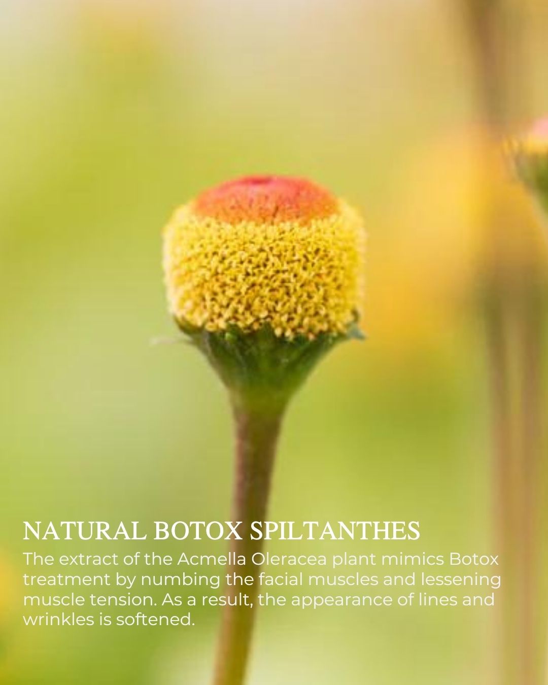 INSTANT PLUMP Hydrating Serum – fine line reducing, wrinkle repair, ocean-powered skincare