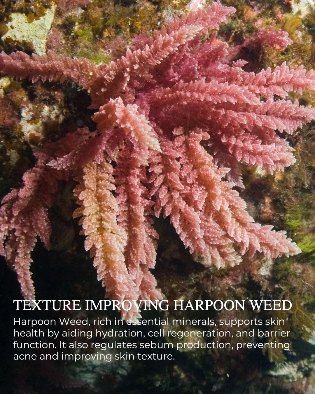 INSTANT PLUMP Hydrating Serum – fine line reducing, wrinkle repair, ocean-powered skincare