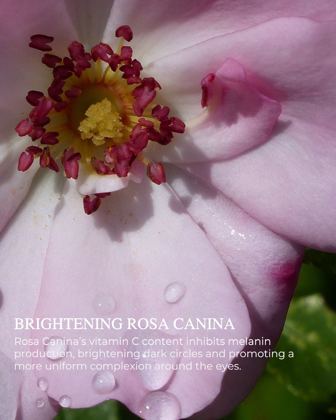 Eye Lift Firming & Smoothing Eye Cream with natural anti-aging ingredients to reduce wrinkles, puffiness, and dark circles